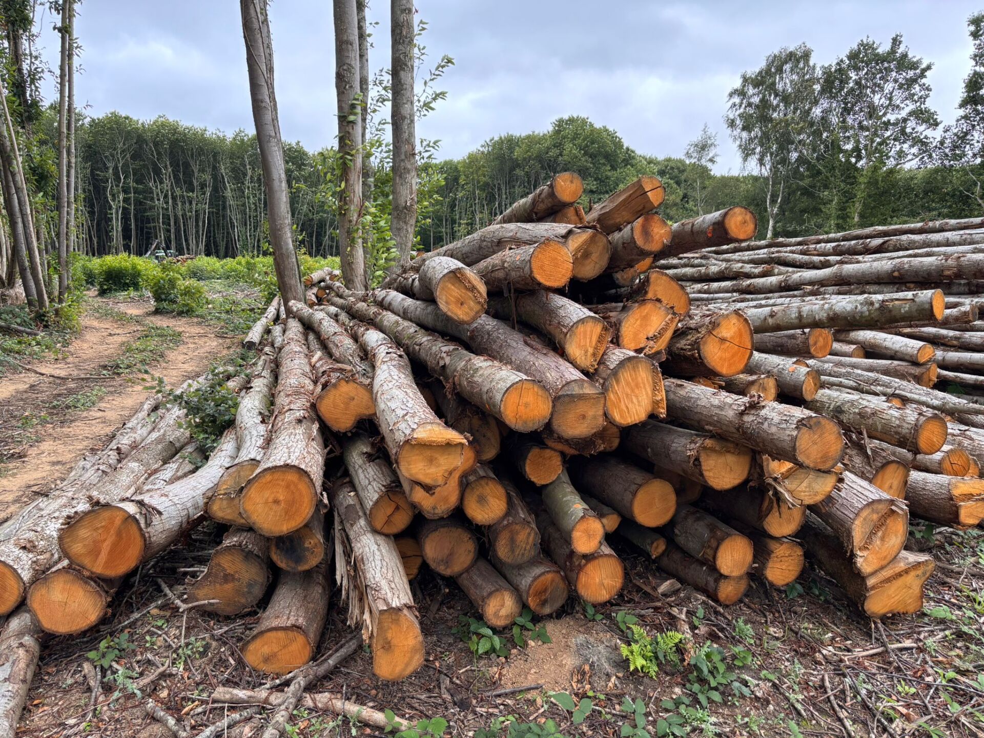 Coppiced Woodland for bespoke timber woodwork