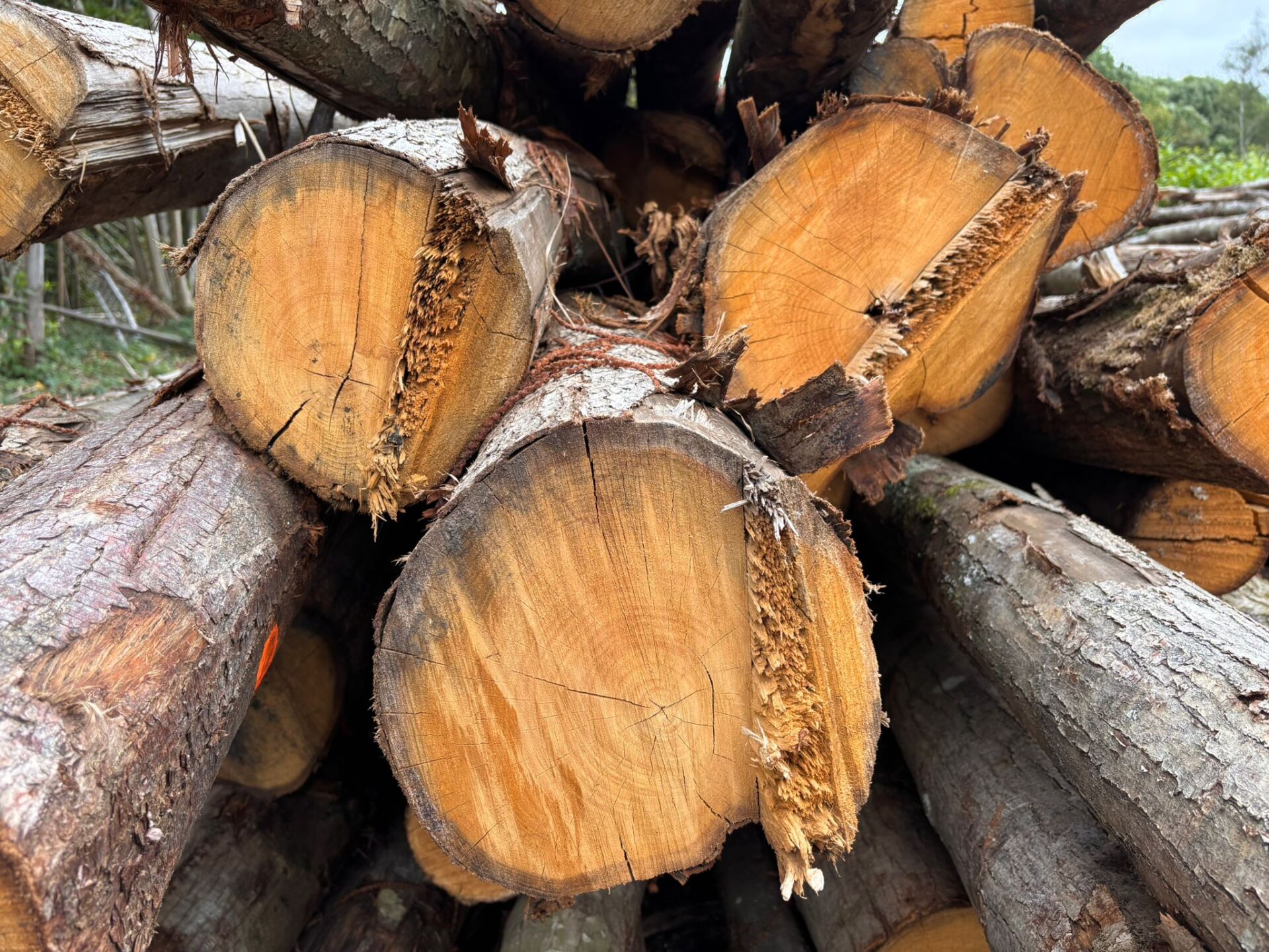 Coppiced Woodland for bespoke timber woodwork