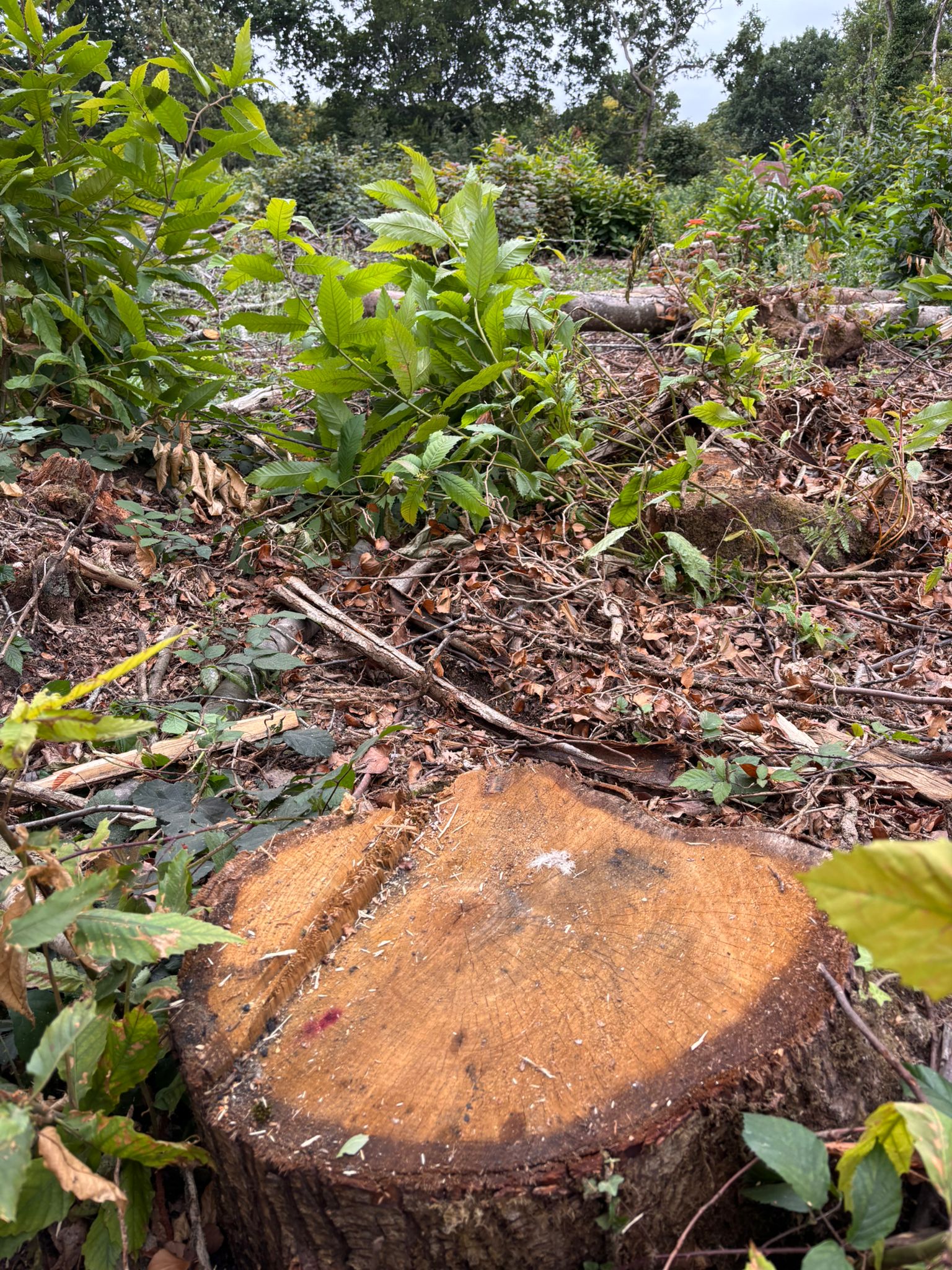 Coppiced Woodland for bespoke timber woodwork